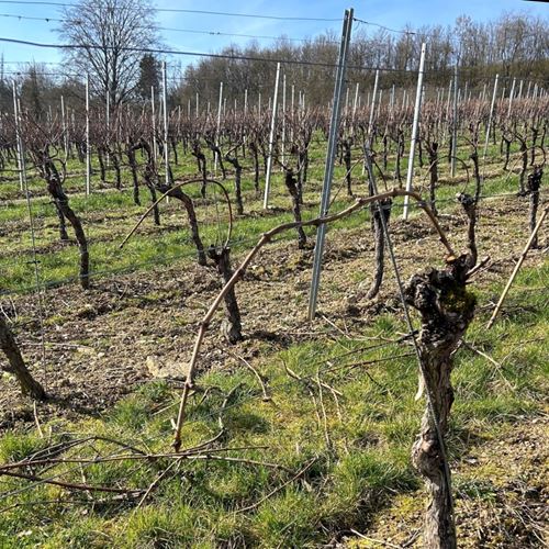 ein Feld mit Weinstöcken mit Draht und Bäumen im Hintergrund